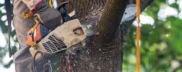 Professional Tree Care in Boonville, NC