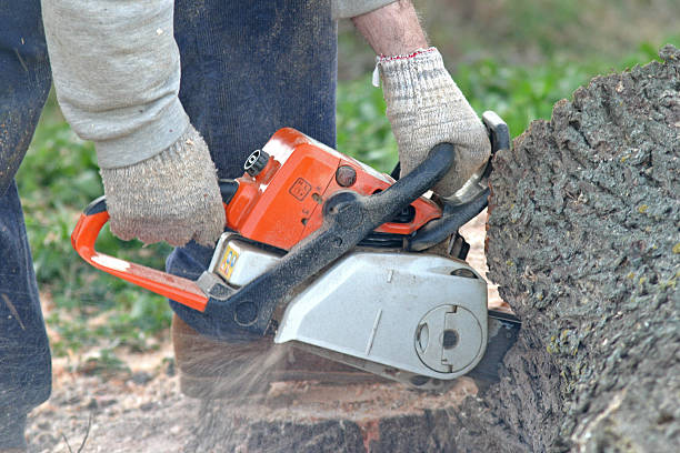 Best Hazardous Tree Removal  in Boonville, NC