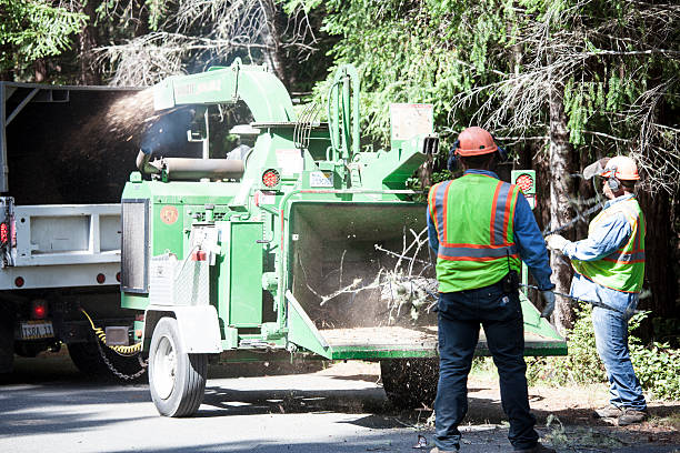 How Our Tree Care Process Works  in  Boonville, NC